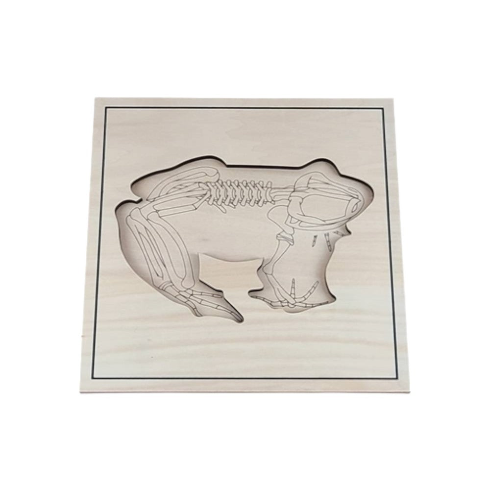 Frog Skeleton Puzzle Model