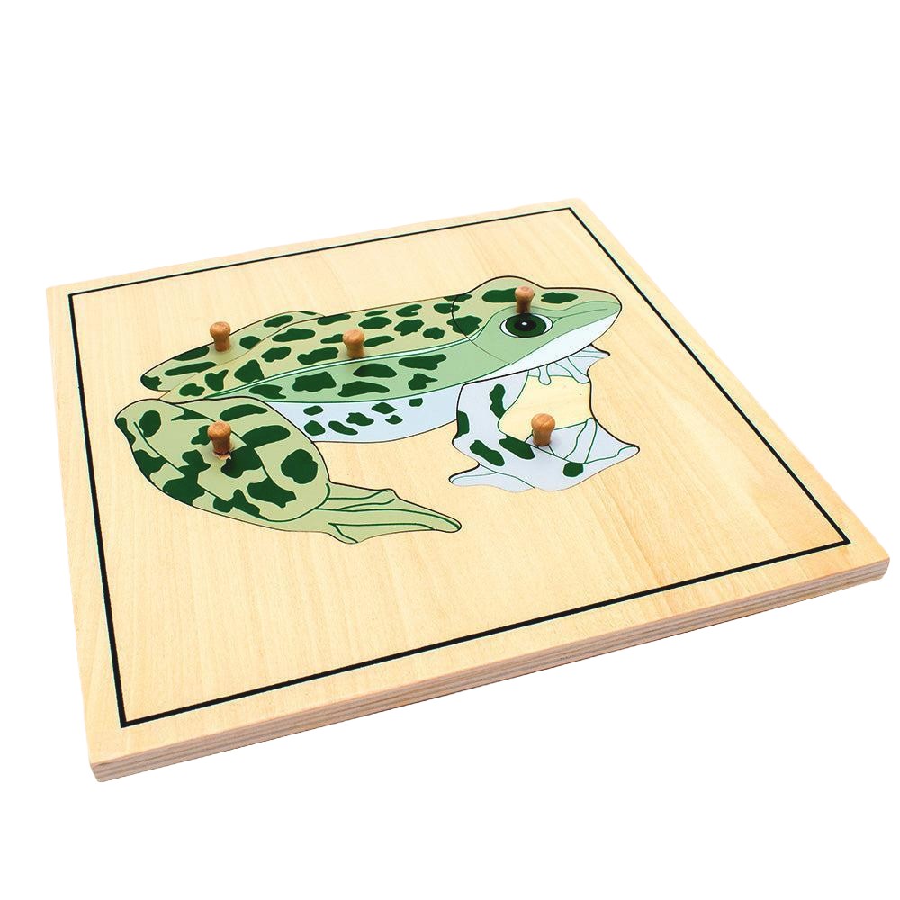 Frog Skeleton Puzzle Model