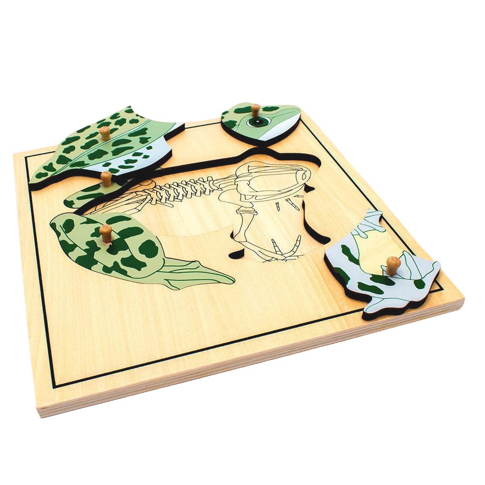 Frog Skeleton Puzzle Model