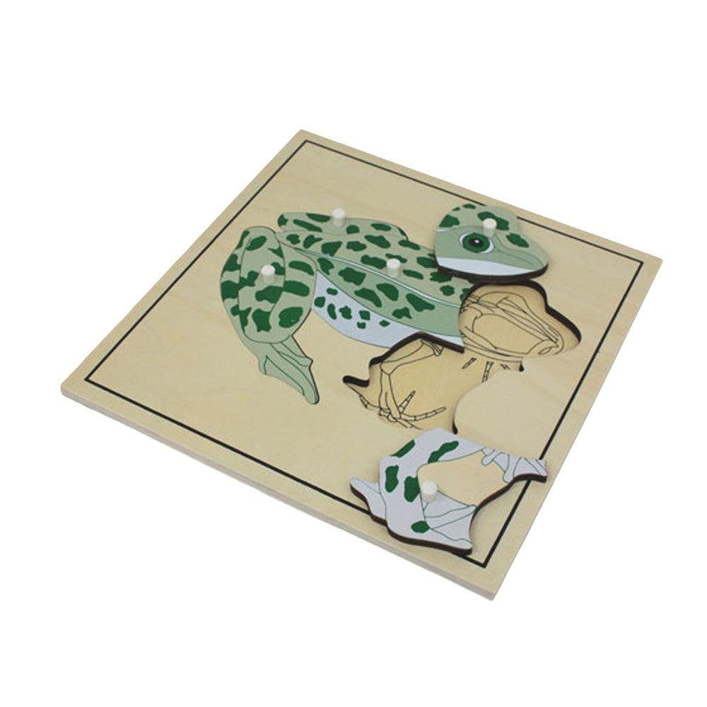 Frog Skeleton Puzzle Model