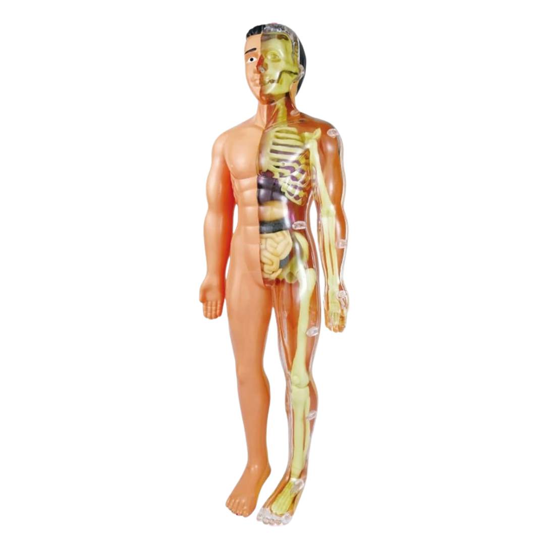 Human Anatomy Model for Kids – 29 Removable Parts STEM Learning Kit with Organs, Skeleton, and Muscles
