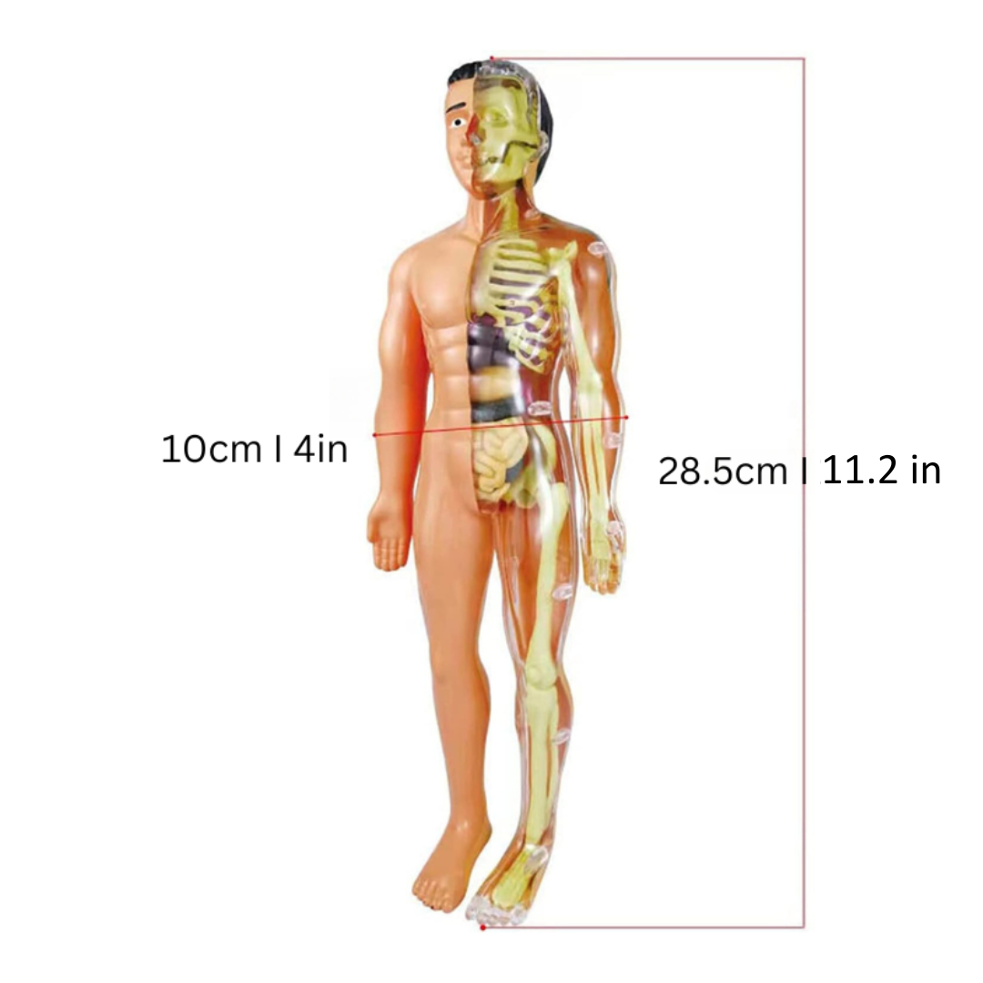Human Anatomy Model for Kids – 29 Removable Parts STEM Learning Kit with Organs, Skeleton, and Muscles